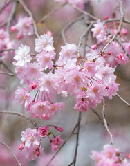 桜_g