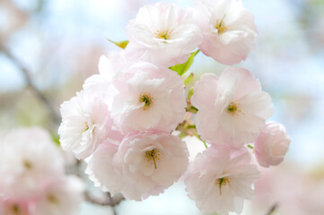 八重桜 _b