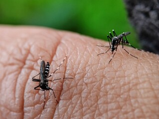Two Asian tiger mosquitoes sucking blood on human skin