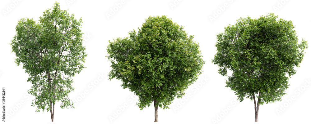 Poster ash tree on transparent background.3d rendering