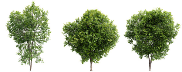 Ash tree on transparent background.3d rendering © Natural Form Studio