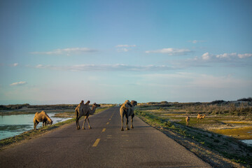 Yadan Scenic Area on the Sea in Altay, Xinjiang