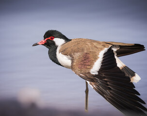 Red-wattled lapwing standing near water