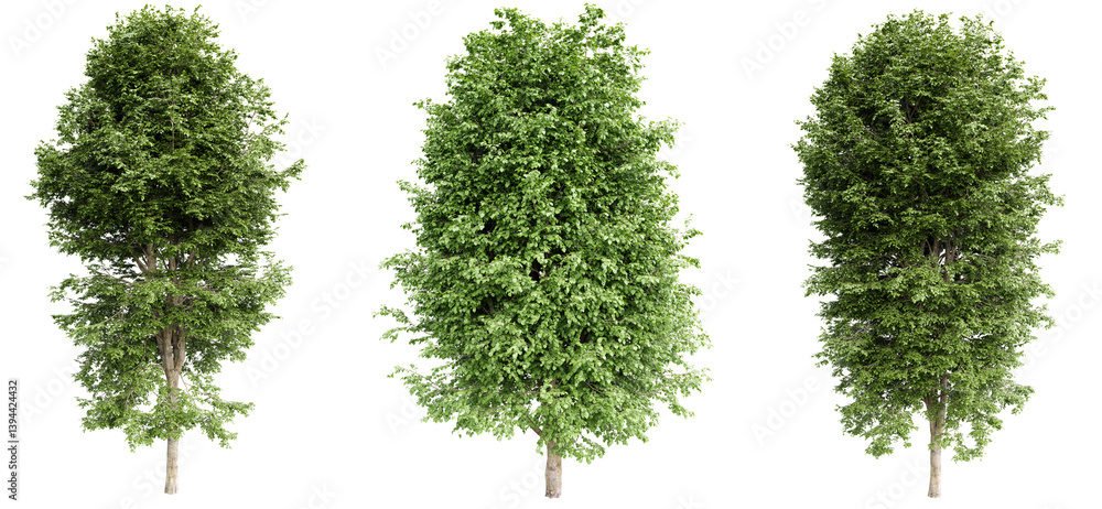 Aufkleber tilia platyphyllos tree on transparent background.3d rendering
