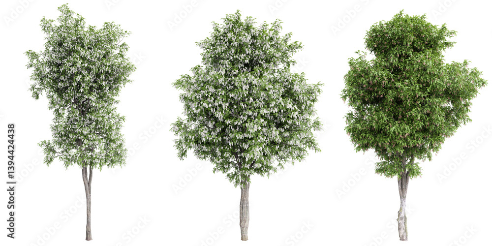 Aufkleber robinia pseudoacacia tree (black locust) on transparent background.3d rendering