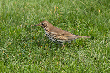 Song Thrush on Green Grass, New Zealand