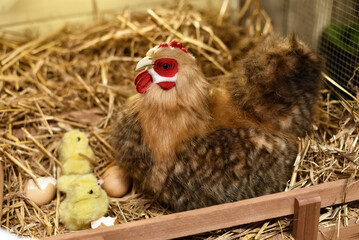 Chicken with chickens