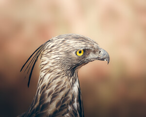 Bird of prey Crested Hawk-Eagle hunting