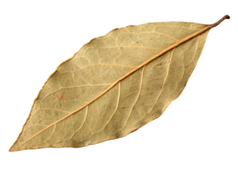 Dried bay leaf isolated on a transparent background.
