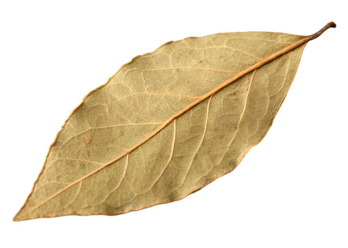 Dried bay leaf isolated on a transparent background.
