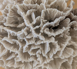 old coral fossil texture