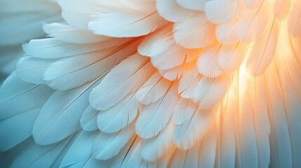 Obraz premium White and Blue Feather Texture with Warm Lighting
