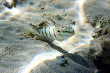 Amblygobius albimaculatus fish from the Red Sea