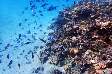 Obraz premium coral reef in Egypt, Makadi Bay