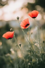 Three Red Poppies in a Field at Sunset Soft Focus