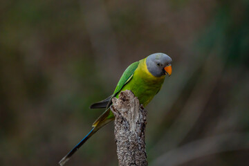 different actions of parakeet bird (commonly called parrot) , playing parrot , parakeet (plum headed and grey headed)