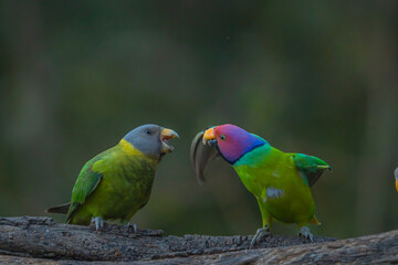 different actions of parakeet bird (commonly called parrot) , playing parrot , parakeet (plum headed and grey headed)
