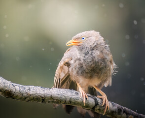 Jungle babbler on branch under the rain