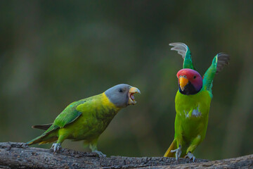 different actions of parakeet bird (commonly called parrot) , playing parrot , parakeet (plum headed and grey headed)