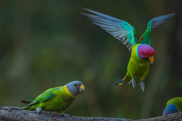 different actions of parakeet bird (commonly called parrot) , playing parrot , parakeet (plum headed and grey headed)