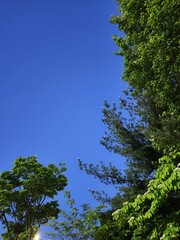 trees and sky