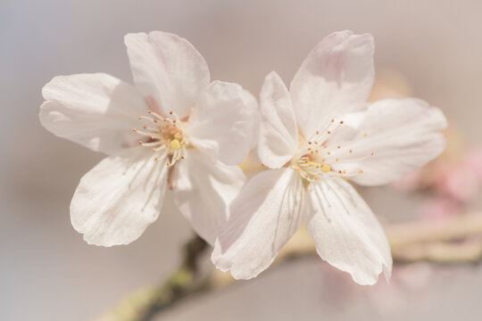 background with two white spring blossom flowres on branch