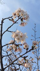 cherry blossom in spring
