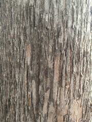 bark of a tree