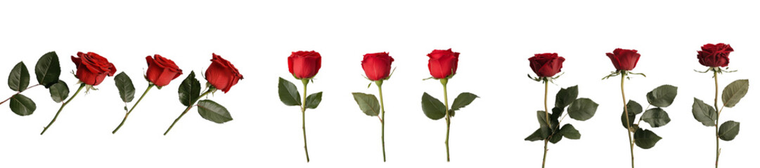 Obraz premium Red roses arranged in isolated minimalist mockups showcasing elegance and beauty for floral presentations or designs