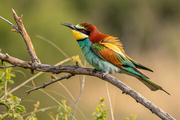 Obraz premium A vibrant European Bee-eater perches elegantly, feathers glowing in sunlit hues of turquoise, rust, and yellow, poised mid-song against a soft, blurred green background