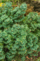 Abies concolor shrub with green needles 'Compacta' variety, slow-growing, dwarf evergreen conifer,...