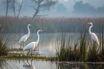 Fototapeta premium Graceful great egrets stalk through shallow water. Their white feathers glow softly against the bluish morning fog and silhouetted reeds. Stillness fills the wetland