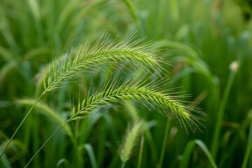 Green foxtail grass close up in a field of green, natural and vibrant color