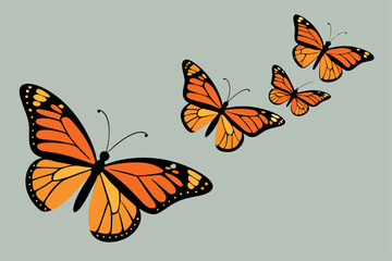 butterfly on a white background