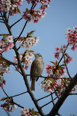Obraz premium Bird perched on cherry blossom branch against a clear blue sky springtime scene