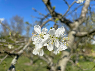 Gardening - Pyrus (pear) blossom ..peer, peren, bloesem, voorjaar, spring, flower,tree, fruit,