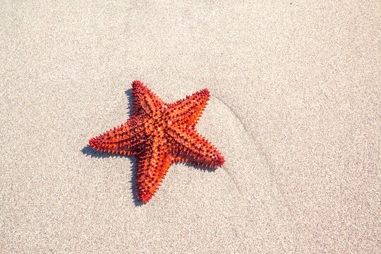 Red starfish on sandy beach, Martinique island, Caribbean
