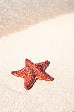 Red starfish on tropical beach, Martinique island, Caribbean