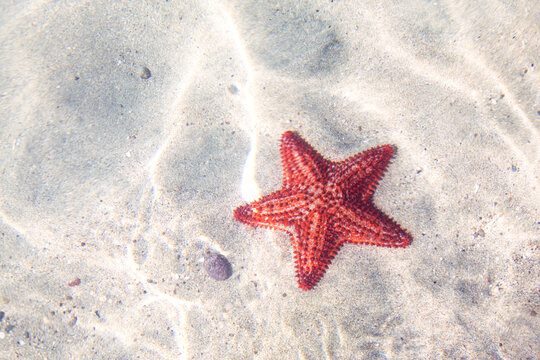 Red starfish on tropical beach, Martinique island, Caribbean