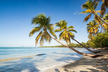Les Salines tropical beach and sea, Martinique island, Caribbean