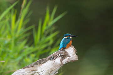 Kingfisher perched beside a river, looking for fish.