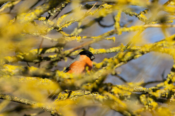 Male Bullfinch sat in a Lichen covered tree.