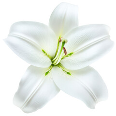 Pure Lily: A pristine white lily, radiating a sense of elegance and purity, blooms with graceful beauty against a bright and clear backdrop. 