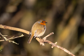 Robin perched in a tree on a spring morning.