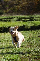 Happy dog with light fur runs through a green field with scattered dark patches