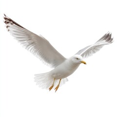Fototapeta premium A seagull with its wings spread wide soaring against white sky isolated on white background