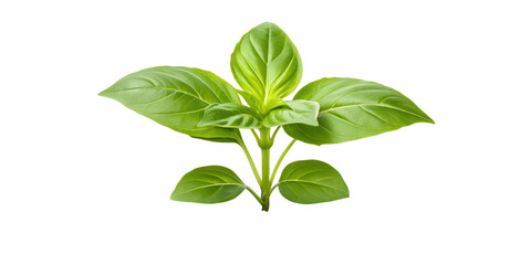 Fototapeta premium Thriving Young Plant in Fertile Soil on White, Healthy Growth, Fresh, Green Life, Cut Out