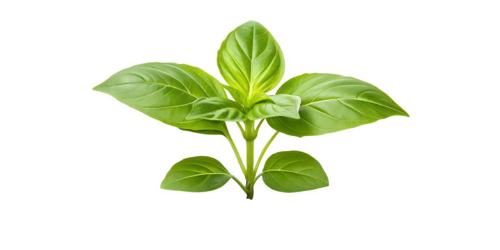 Thriving Young Plant in Fertile Soil on White, Healthy Growth, Fresh, Green Life, Cut Out