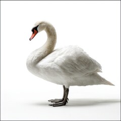 Fototapeta premium Elegant mute swan standing gracefully isolated on white background