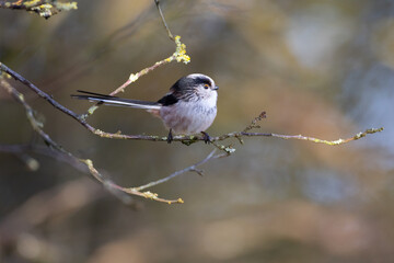 Long Tailed Tit perched on a twig.